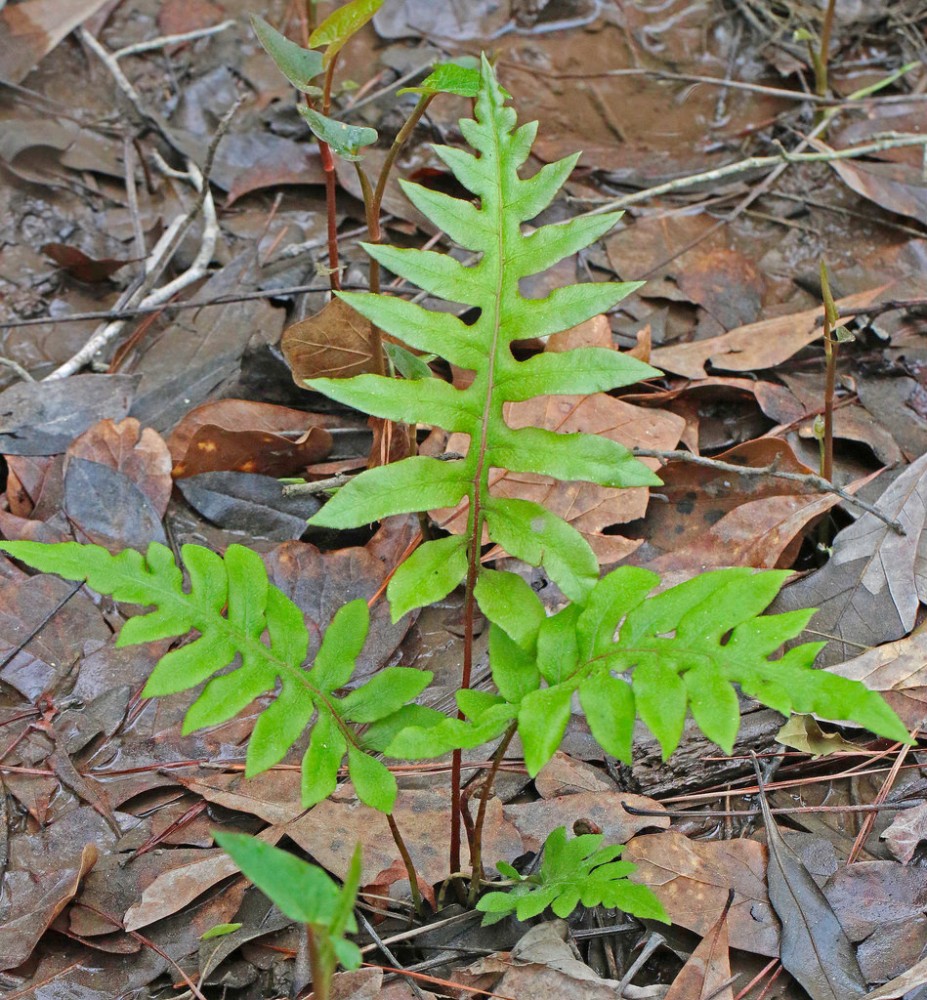 woodwardia_areolata_2